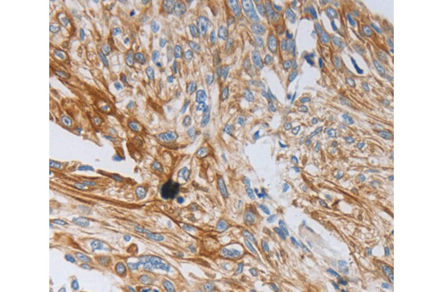 Immunohistochemistry - NTF3 antibody from Signalway Antibody (38620) - Antibodies.com