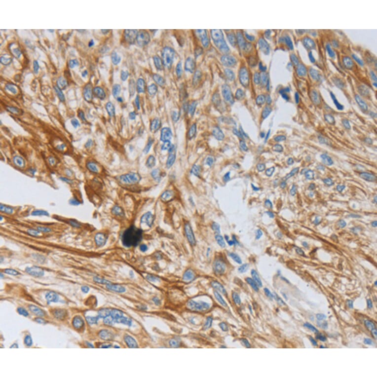 Immunohistochemistry - NTF3 antibody from Signalway Antibody (38620) - Antibodies.com