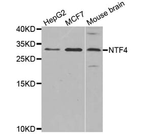 Western blot - NTF4 antibody from Signalway Antibody (38621) - Antibodies.com