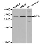 Western blot - NTF4 antibody from Signalway Antibody (38621) - Antibodies.com