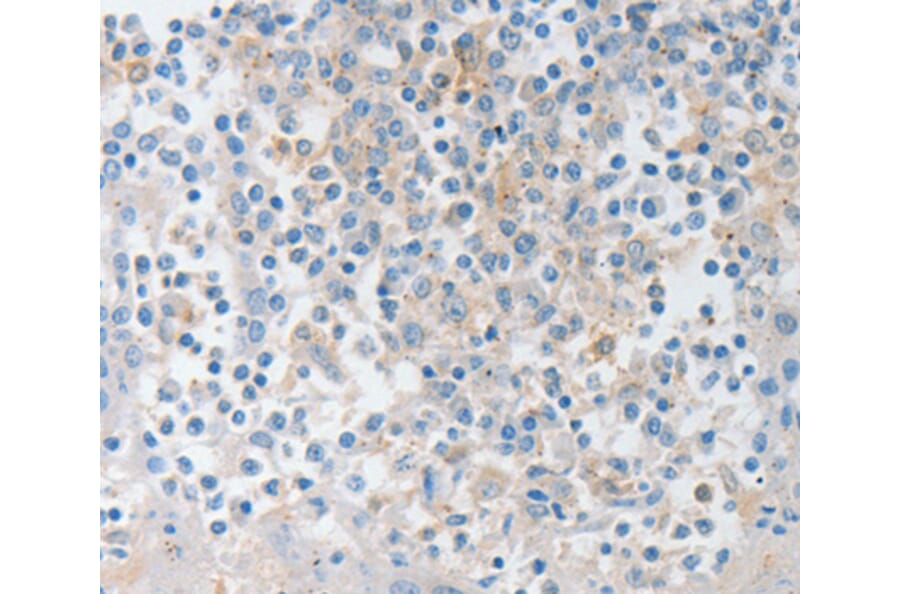 Immunohistochemistry - NTF4 antibody from Signalway Antibody (38621) - Antibodies.com
