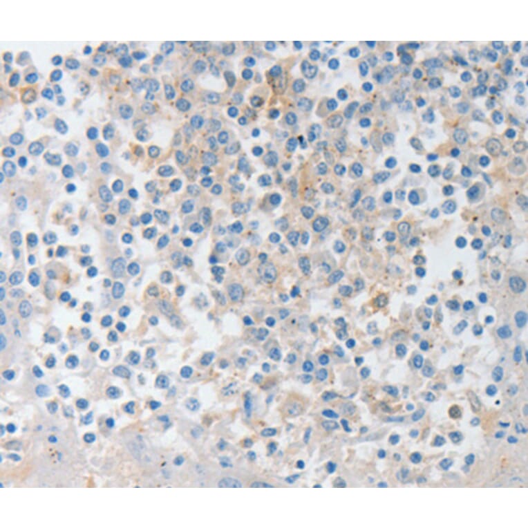 Immunohistochemistry - NTF4 antibody from Signalway Antibody (38621) - Antibodies.com