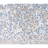 Immunohistochemistry - NTF4 antibody from Signalway Antibody (38621) - Antibodies.com
