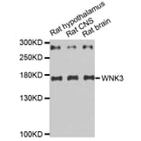 Western blot - WNK3 antibody from Signalway Antibody (38670) - Antibodies.com