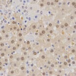 Immunohistochemistry - MTR4 antibody from Signalway Antibody (38672) - Antibodies.com