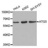 Western blot - ATG5 antibody from Signalway Antibody (39202) - Antibodies.com