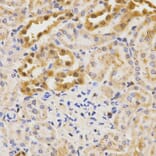 Immunohistochemistry - ATG5 antibody from Signalway Antibody (39202) - Antibodies.com