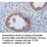 ECH1 Antibody from Signalway Antibody (39397) - Antibodies.com