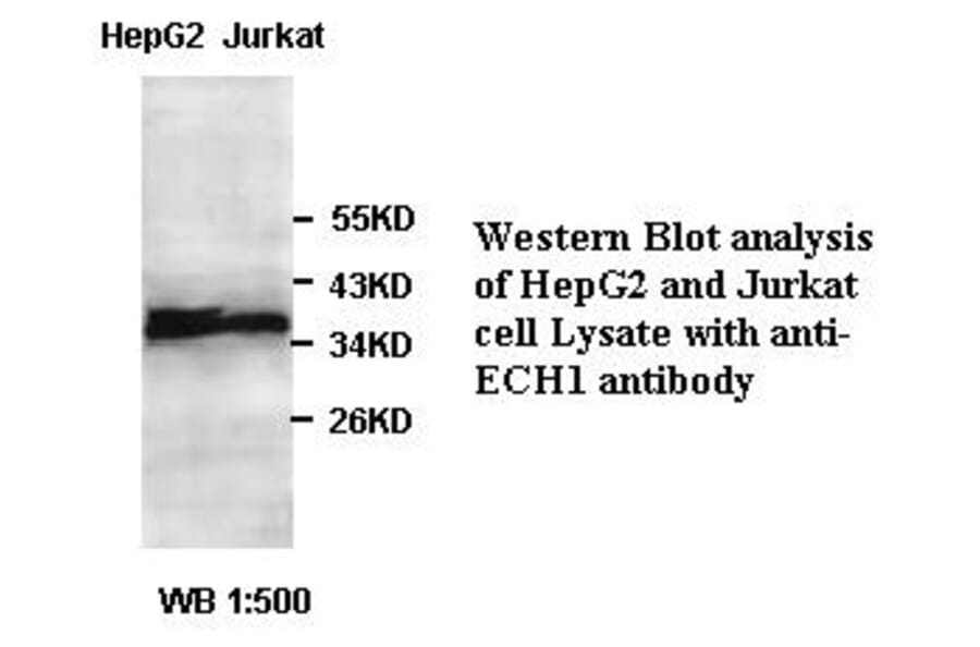 ECH1 Antibody from Signalway Antibody (39397) - Antibodies.com