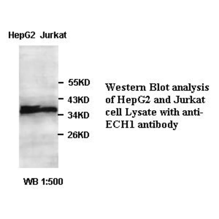 ECH1 Antibody from Signalway Antibody (39397) - Antibodies.com