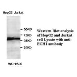 ECH1 Antibody from Signalway Antibody (39397) - Antibodies.com