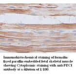 PECI Antibody from Signalway Antibody (39399) - Antibodies.com