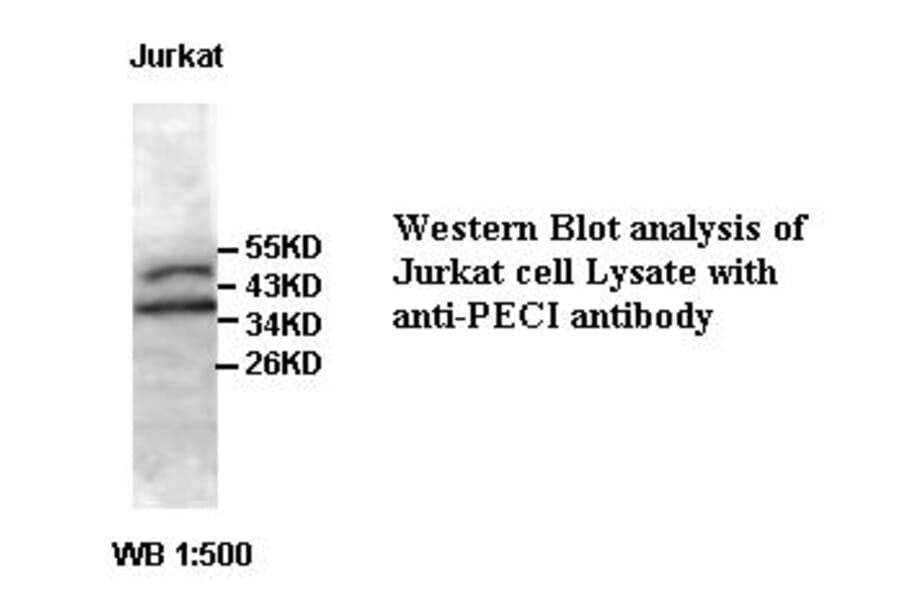 PECI Antibody from Signalway Antibody (39399) - Antibodies.com