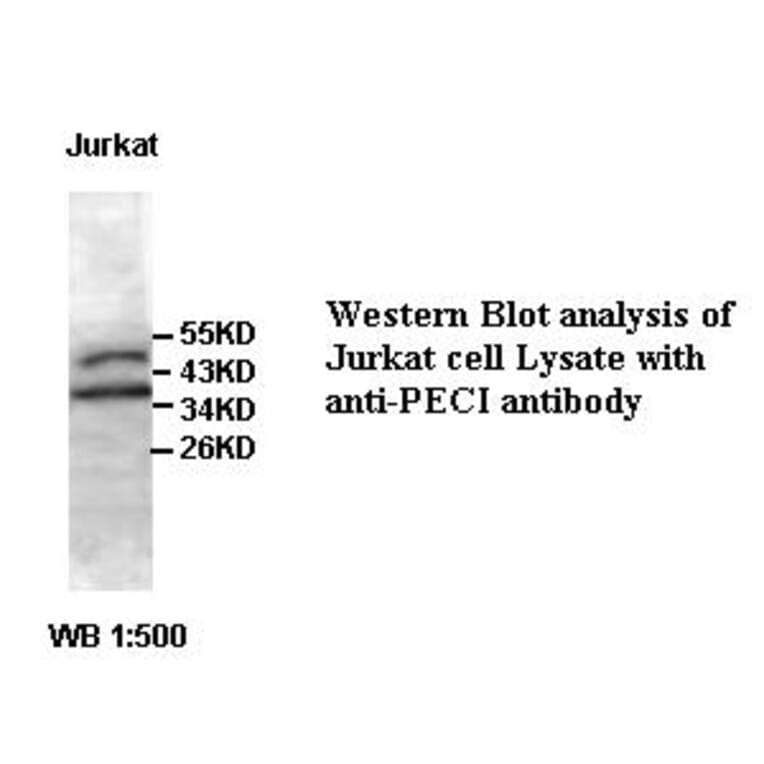 PECI Antibody from Signalway Antibody (39399) - Antibodies.com