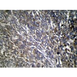 Immunohistochemistry - TWF1 Antibody from Signalway Antibody (40064) - Antibodies.com