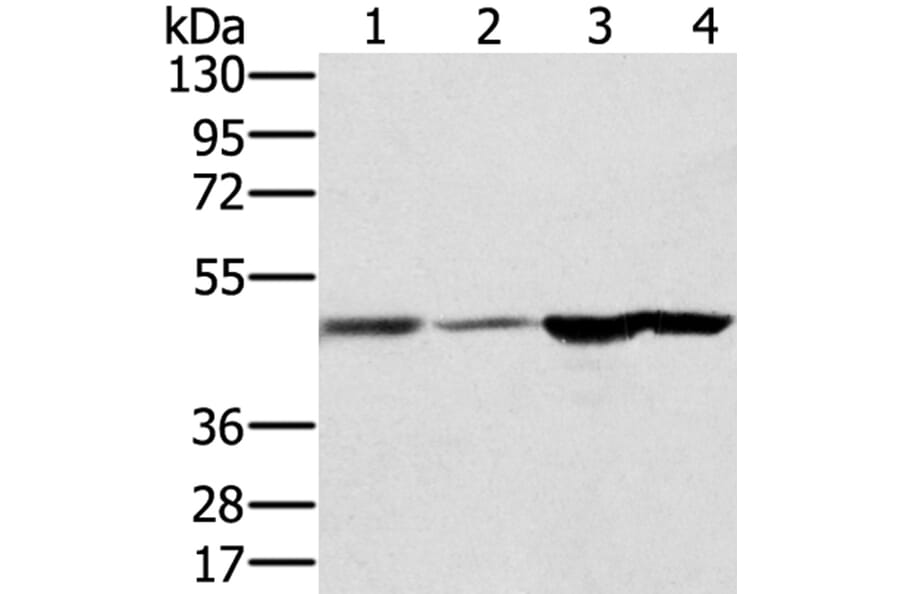 RNH1 Antibody from Signalway Antibody (40076) - Antibodies.com