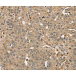 Immunohistochemistry - RNH1 Antibody from Signalway Antibody (40076) - Antibodies.com