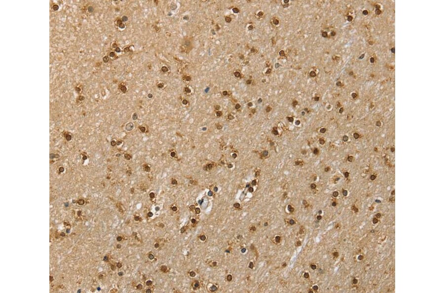 Immunohistochemistry - RNH1 Antibody from Signalway Antibody (40076) - Antibodies.com