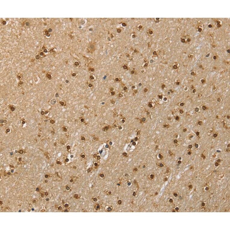Immunohistochemistry - RNH1 Antibody from Signalway Antibody (40076) - Antibodies.com