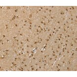 Immunohistochemistry - RNH1 Antibody from Signalway Antibody (40076) - Antibodies.com