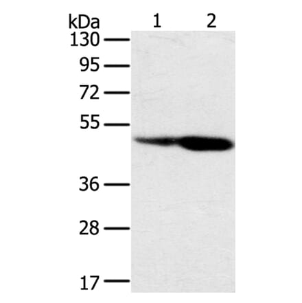 SNX8 Antibody from Signalway Antibody (40114) - Antibodies.com