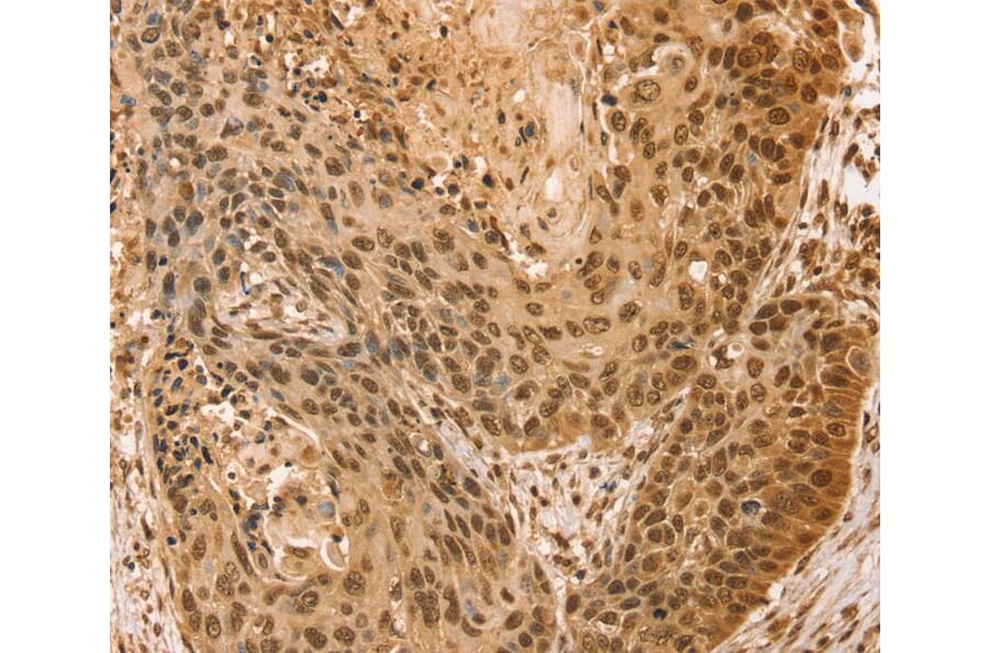 Immunohistochemistry - SNX8 Antibody from Signalway Antibody (40114) - Antibodies.com