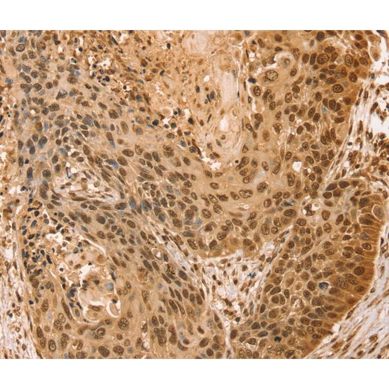 Immunohistochemistry - SNX8 Antibody from Signalway Antibody (40114) - Antibodies.com