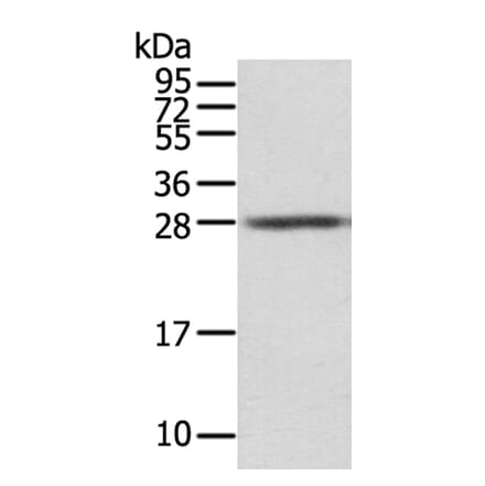 STX8 Antibody from Signalway Antibody (40127) - Antibodies.com