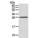 STX8 Antibody from Signalway Antibody (40127) - Antibodies.com