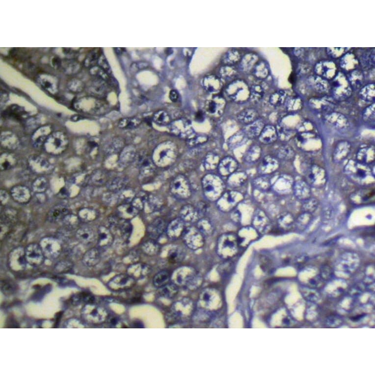 Immunohistochemistry - STX8 Antibody from Signalway Antibody (40127) - Antibodies.com