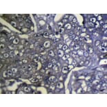 Immunohistochemistry - STX8 Antibody from Signalway Antibody (40127) - Antibodies.com