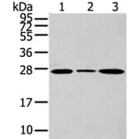 CD63 Antibody from Signalway Antibody (40192) - Antibodies.com