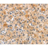 Immunohistochemistry - RHCG Antibody from Signalway Antibody (40211) - Antibodies.com