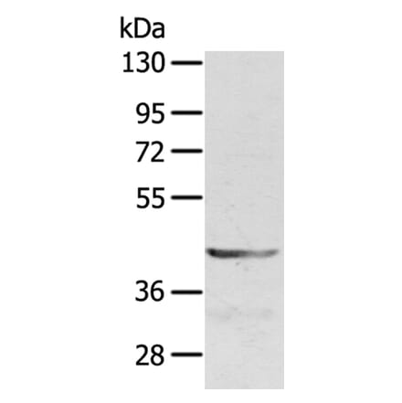 SDC3 Antibody from Signalway Antibody (40231) - Antibodies.com