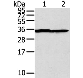 STX3 Antibody from Signalway Antibody (40232) - Antibodies.com