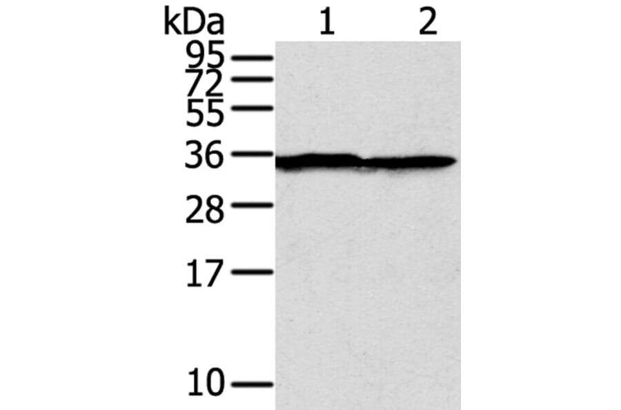 STX3 Antibody from Signalway Antibody (40232) - Antibodies.com