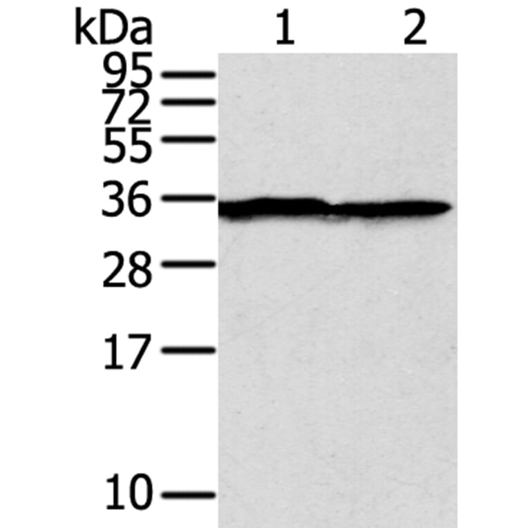 STX3 Antibody from Signalway Antibody (40232) - Antibodies.com