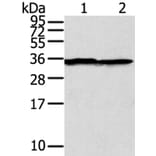 STX3 Antibody from Signalway Antibody (40232) - Antibodies.com