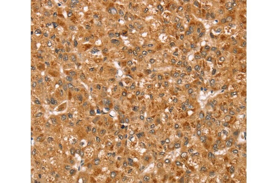 Immunohistochemistry - STX3 Antibody from Signalway Antibody (40232) - Antibodies.com