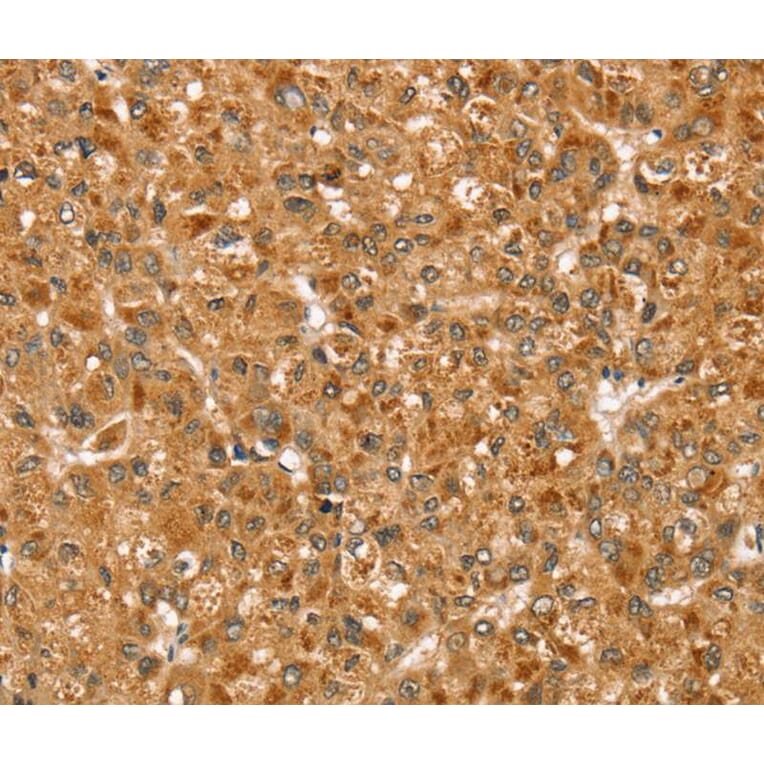 Immunohistochemistry - STX3 Antibody from Signalway Antibody (40232) - Antibodies.com