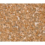 Immunohistochemistry - STX3 Antibody from Signalway Antibody (40232) - Antibodies.com