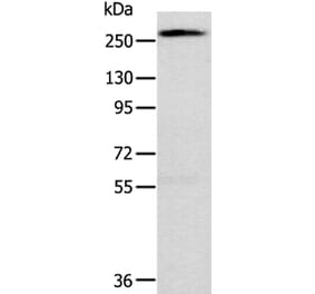 TLN1 Antibody from Signalway Antibody (40235) - Antibodies.com