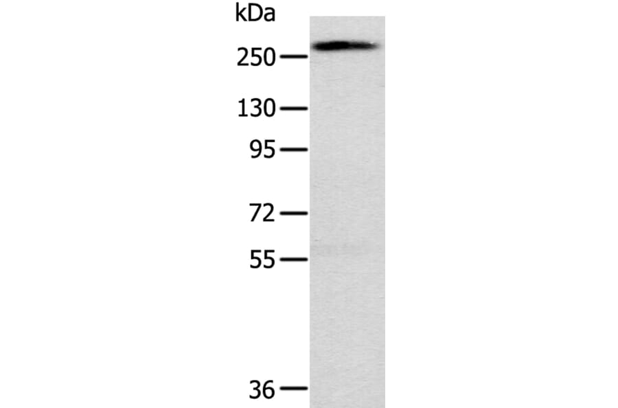 TLN1 Antibody from Signalway Antibody (40235) - Antibodies.com