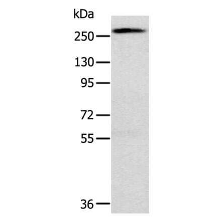 TLN1 Antibody from Signalway Antibody (40235) - Antibodies.com