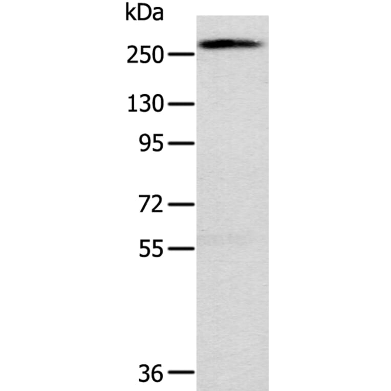 TLN1 Antibody from Signalway Antibody (40235) - Antibodies.com