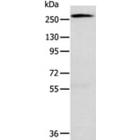 TLN1 Antibody from Signalway Antibody (40235) - Antibodies.com