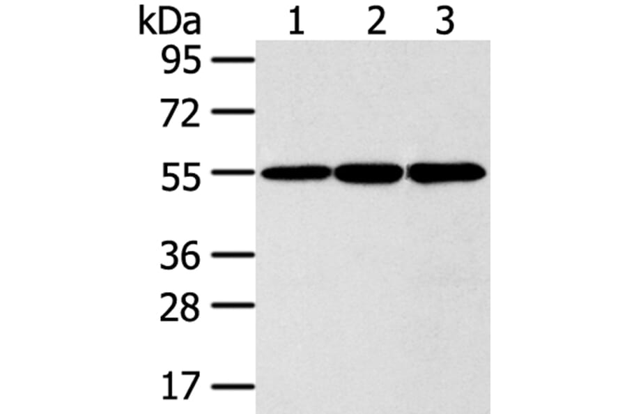 ISM2 Antibody from Signalway Antibody (40246) - Antibodies.com