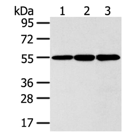 ISM2 Antibody from Signalway Antibody (40246) - Antibodies.com