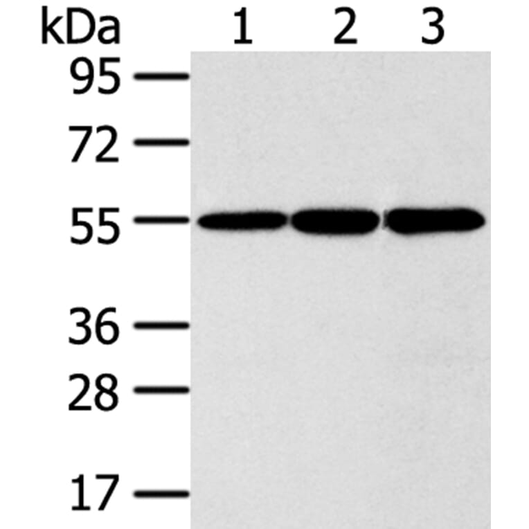 ISM2 Antibody from Signalway Antibody (40246) - Antibodies.com