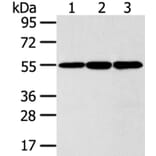 ISM2 Antibody from Signalway Antibody (40246) - Antibodies.com